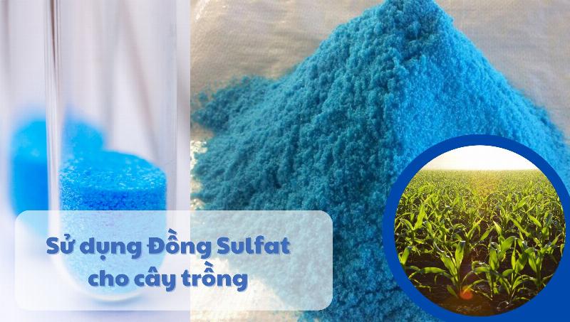 Một vài khúc gỗ đã được xử lý, sẵn sàng làm giá thể để trồng lan trên thân cây khô, bao gồm gỗ cà phê, gỗ lũa và gỗ nhãn, minh họa sự đa dạng lựa chọn